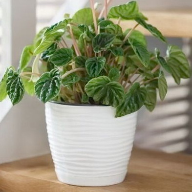 Горщик круглий із підставкою Form Plastic Sahara Petit. Колір - білий 270