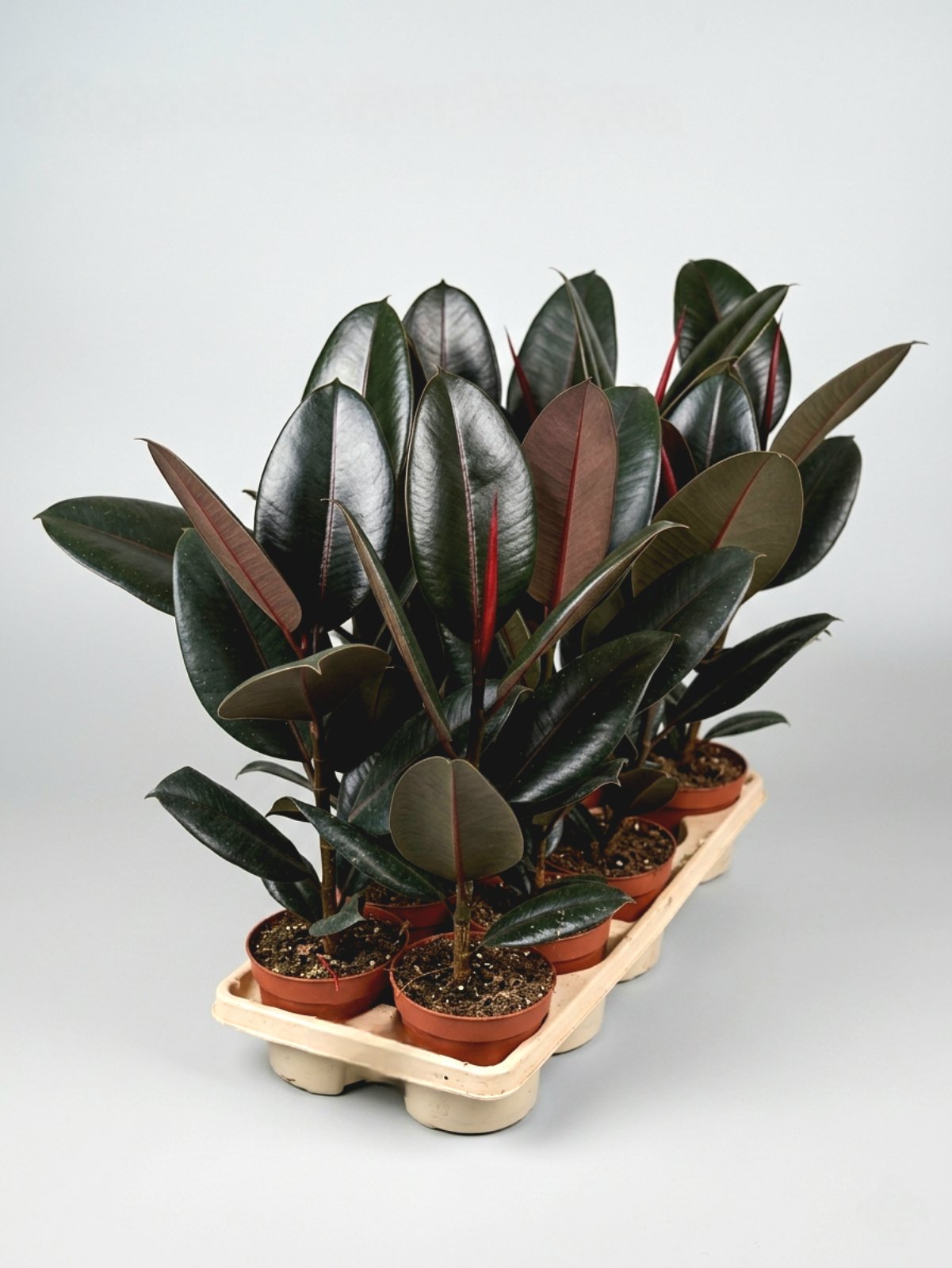 Фикус elAbidjan 50 см