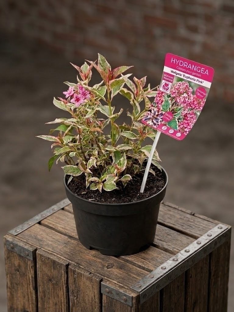  Гортензия Serrata Euphorbia Pink