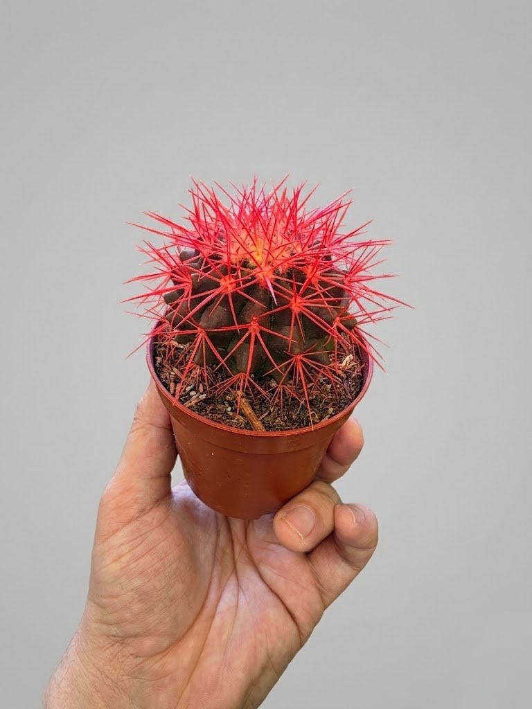 Кактус Grusonii Rainbow Скидка 10% 130 грн.