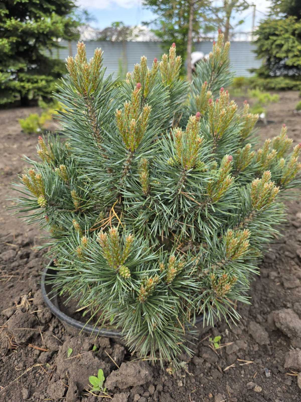 Сосна ponderosa Little Champion (45 см)
