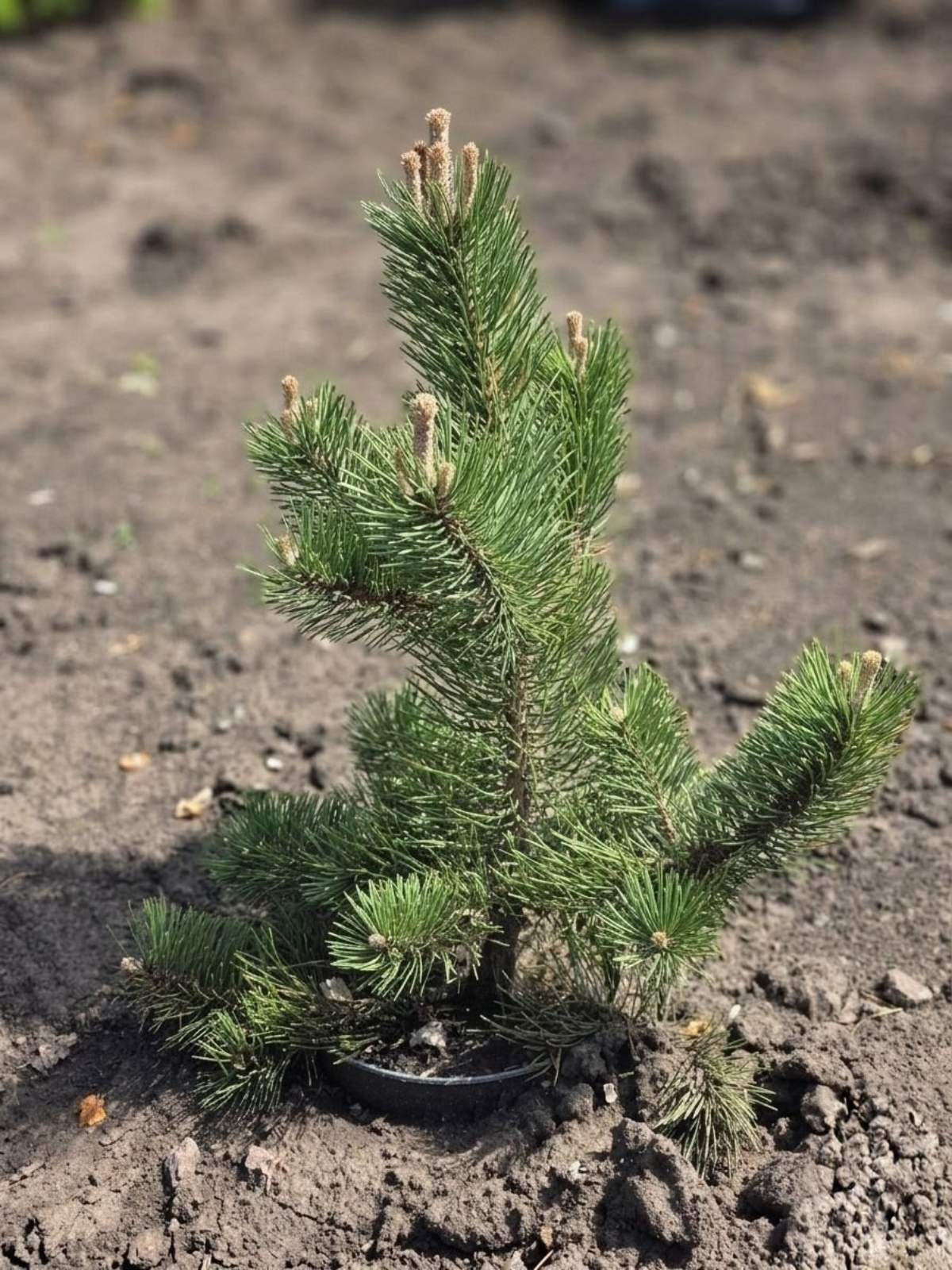 Сосна nigra Oregon Green (Сосна чёрная «Орегон Грин») 55 см 