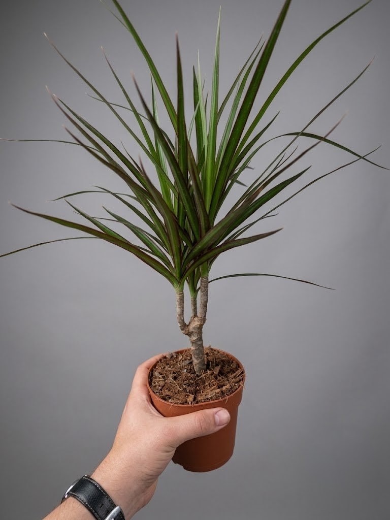 Драцена Marginata