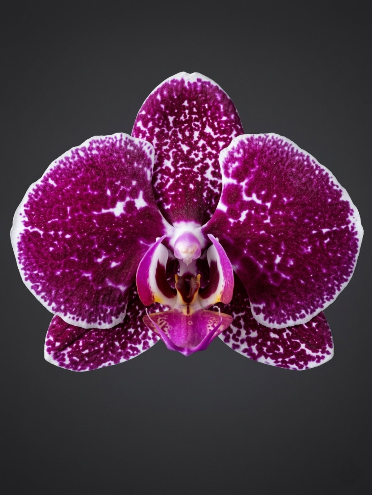 Фаленопсис 