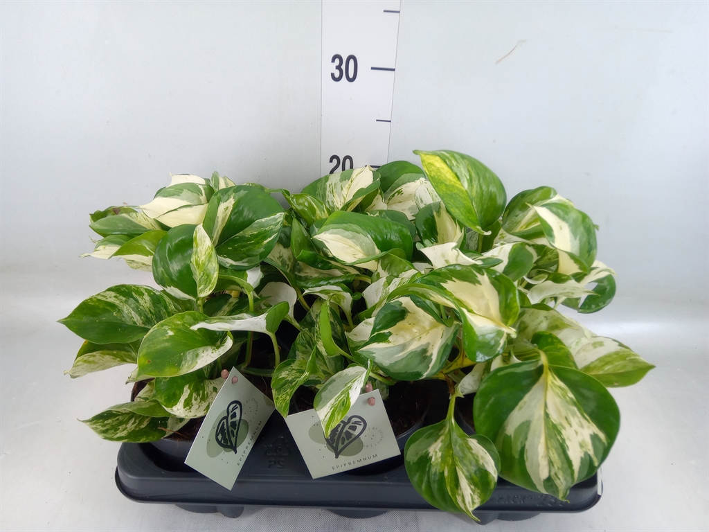 Эпипремнум Pinn. 'manjula'  Epipremnum pinn. Manjula  