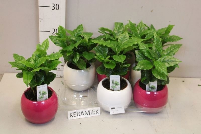 Кофе Coffea Arabica 