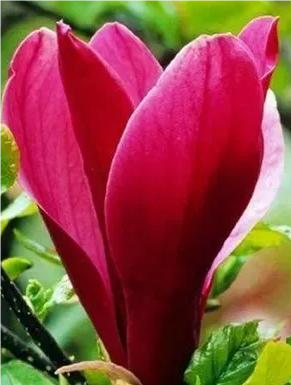 Magnolia liliiflora 'Nigra' Магнолия лилиецветная 'Нигра' 