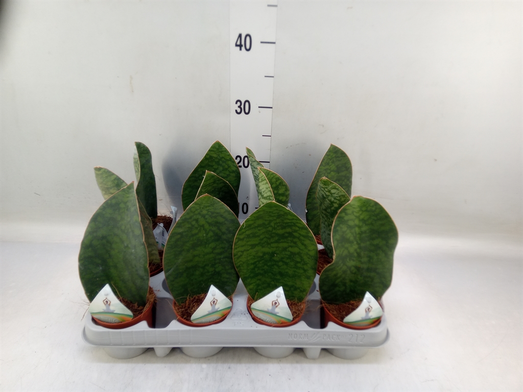 Сансевиерия Grandis Big Leaf  