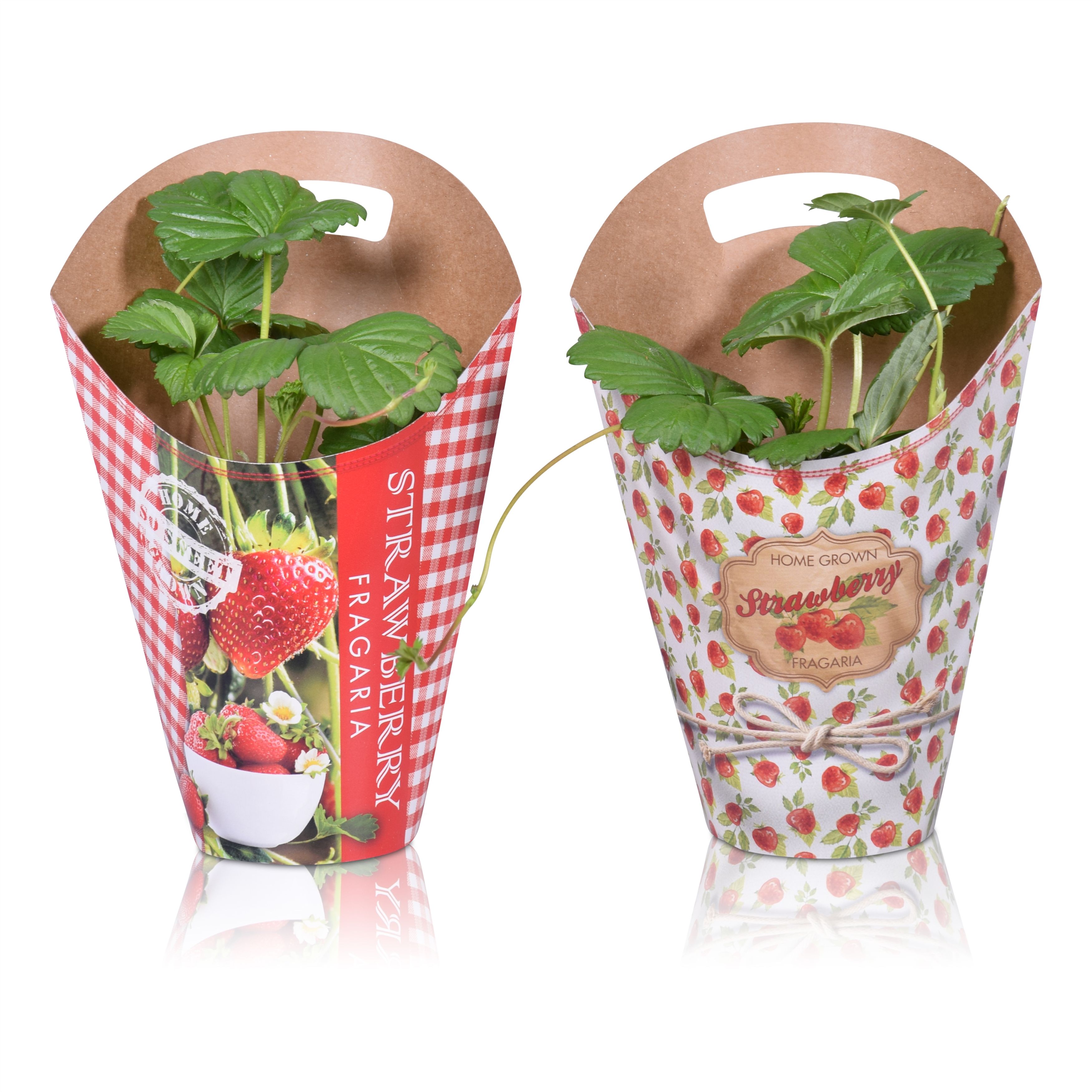 Ампельная клубника Белтран (Beltran)  ожидается 18,04,2026