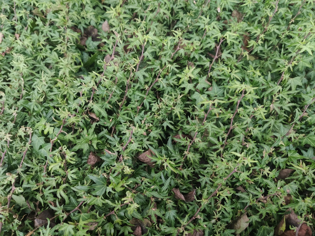 Плющ спіральний 'Dyinni' Hedera helix 'Dyinni' 