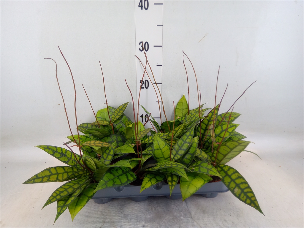 Хойя Hoya callistophylla Black cat