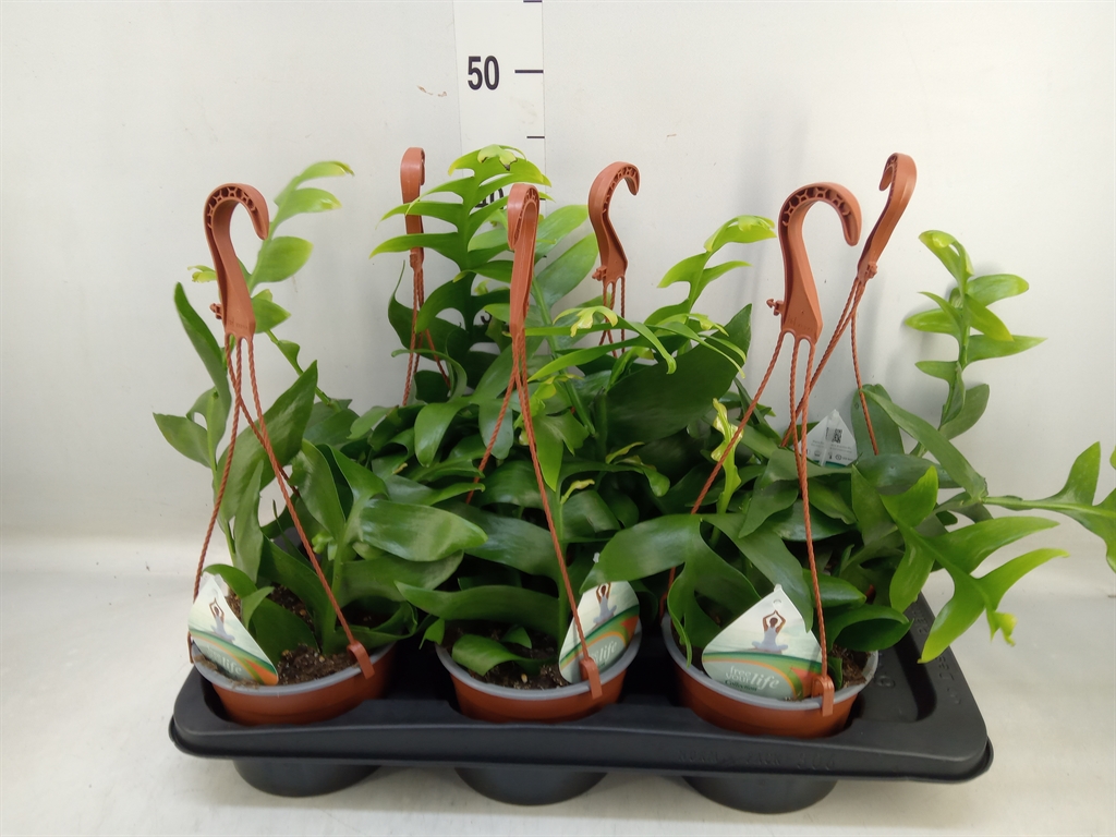 Эпифиллум Chrysocardium 