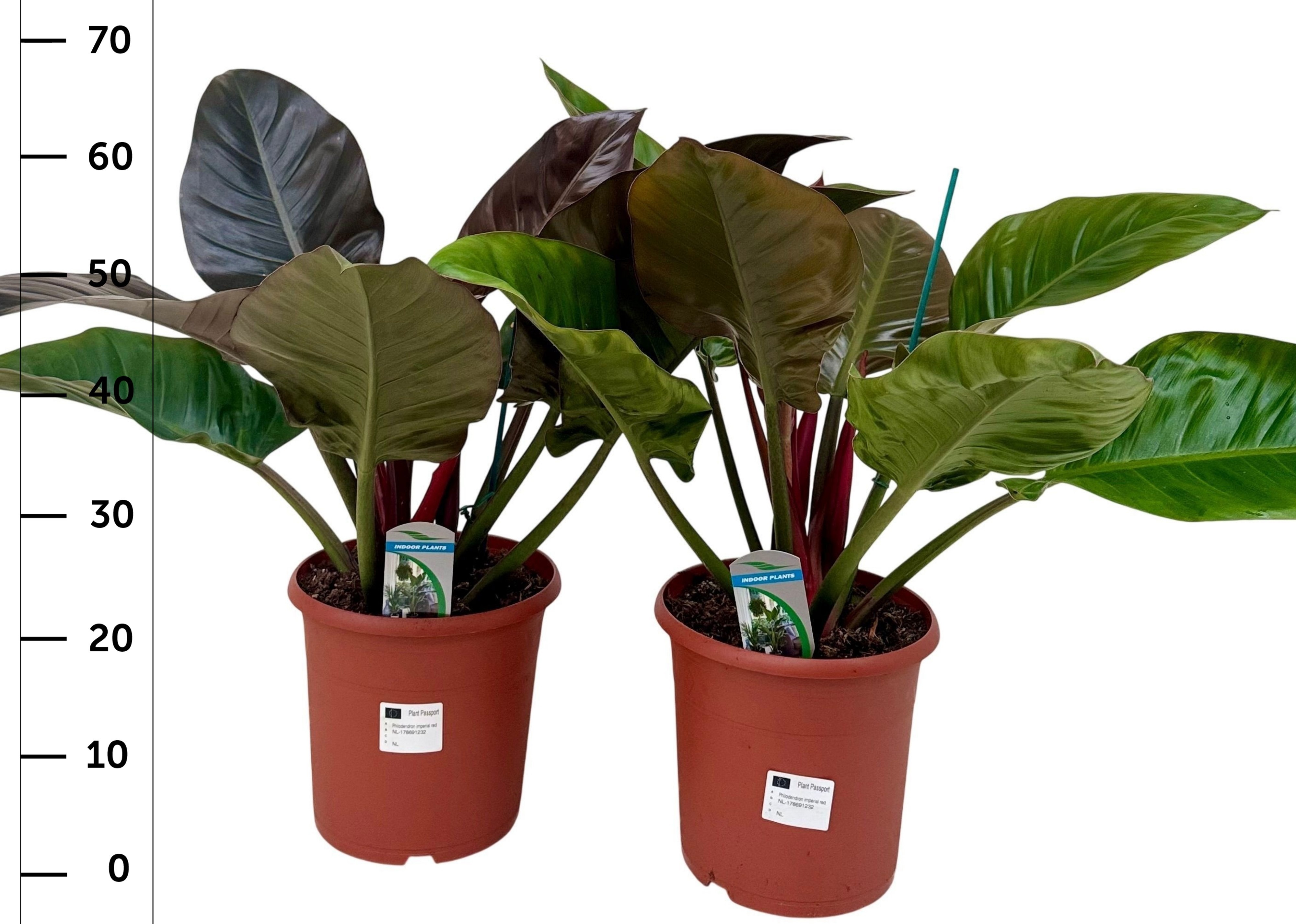 Филодендрон 