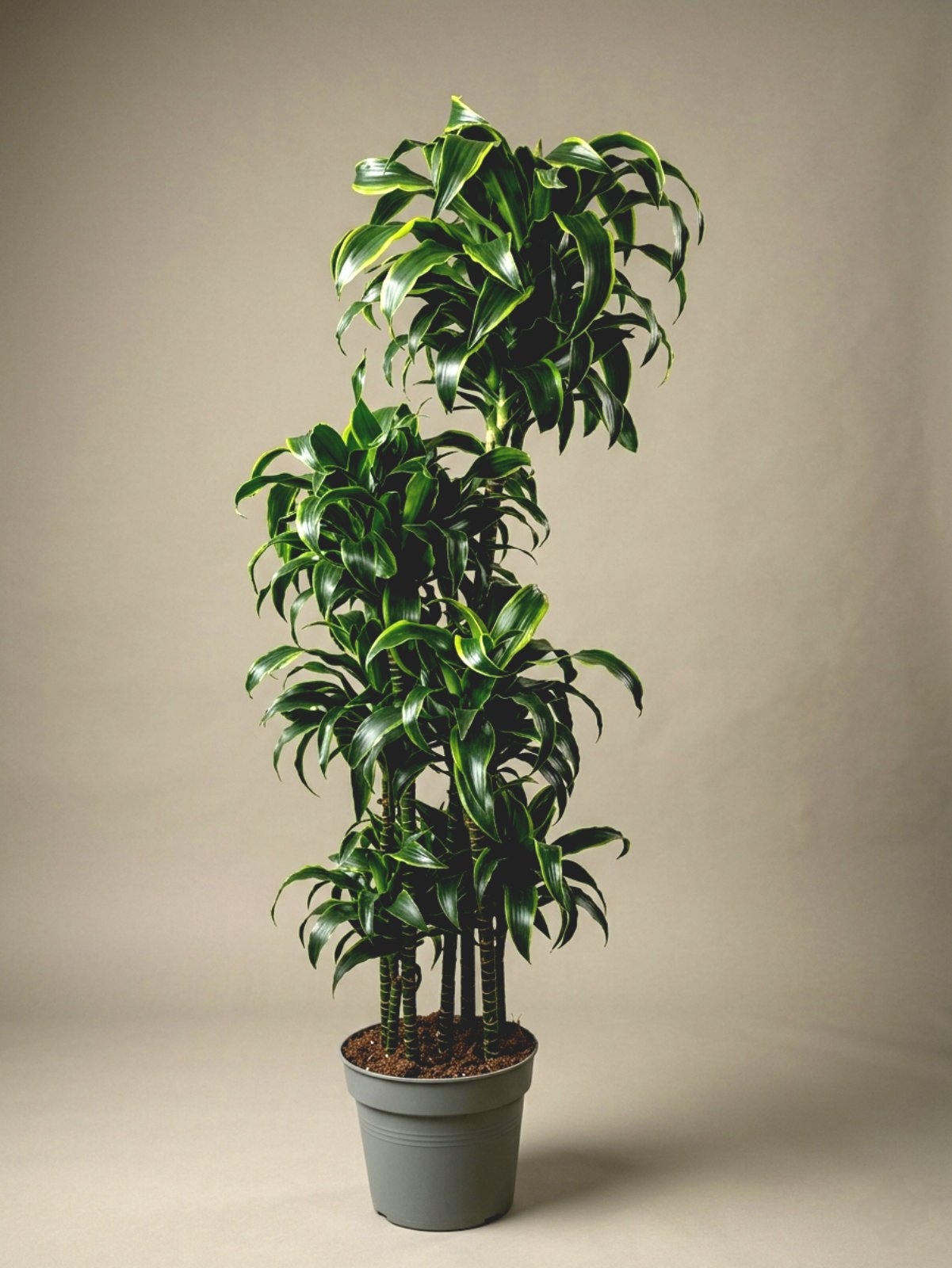 Драцена Dorado 180 см