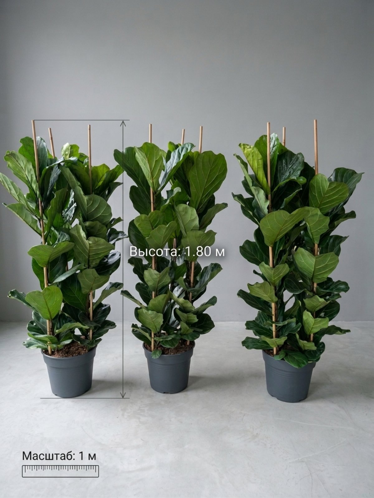 Фикус Lyrata  Лирата (180 см)