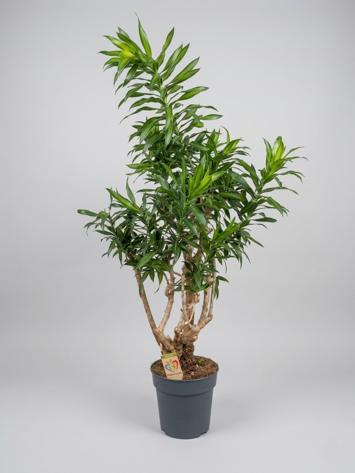 Драцена Song Jamaica 150 см 