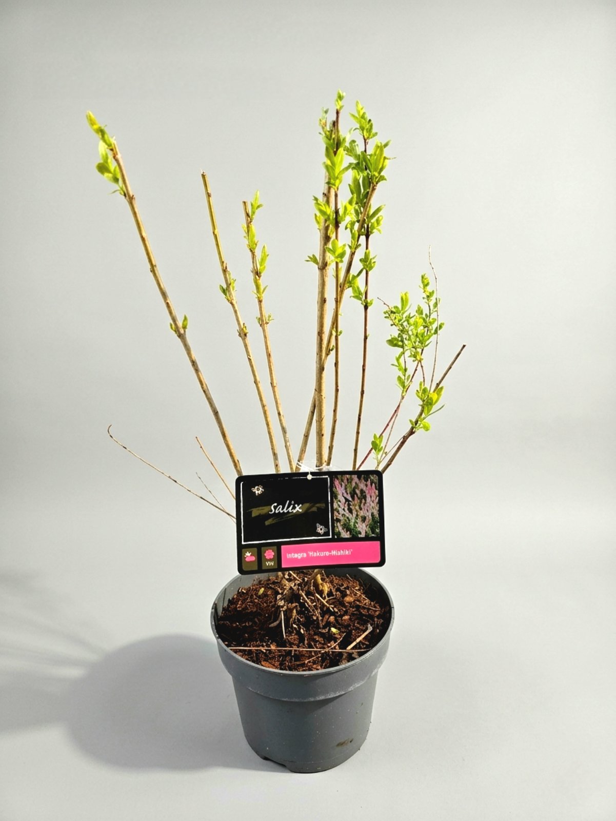 Ива Salix Hakuro-Nishiki