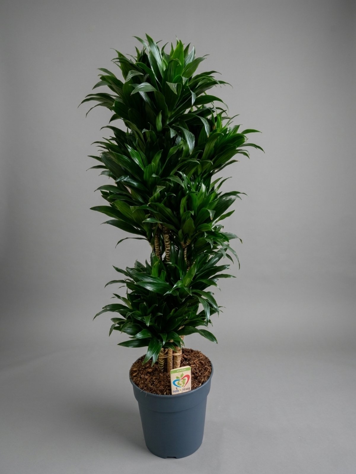 Драцена Compacta 130 см