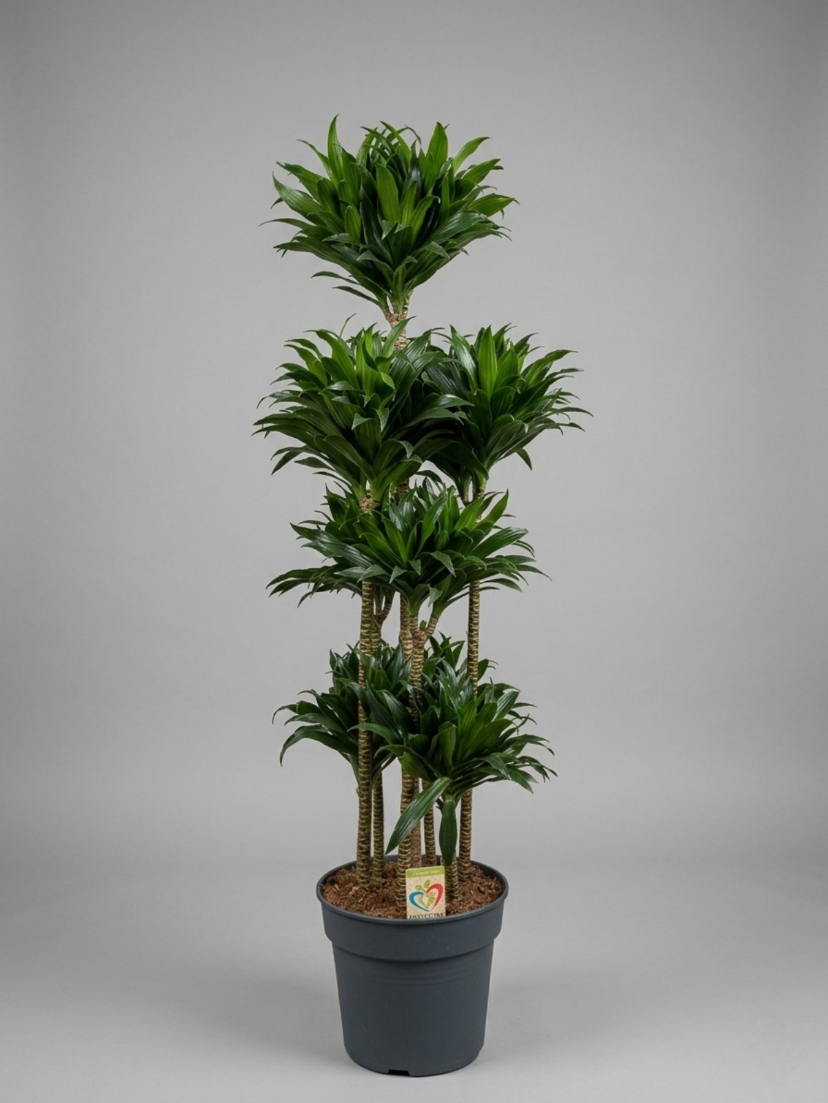 Драцена Compacta 160 см