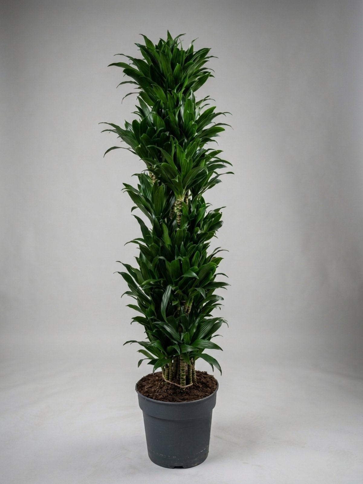 Драцена Compacta 170 см 