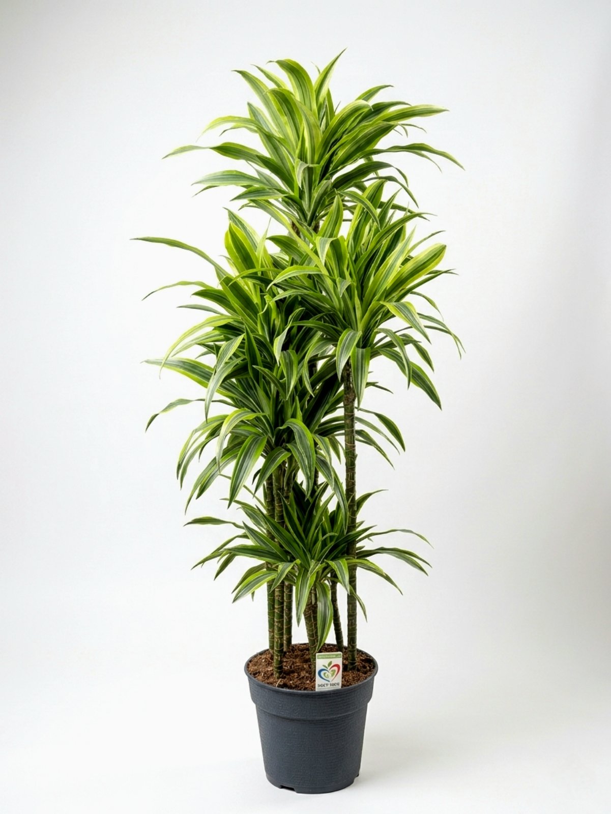 Драцена Lemon Lime 180 см