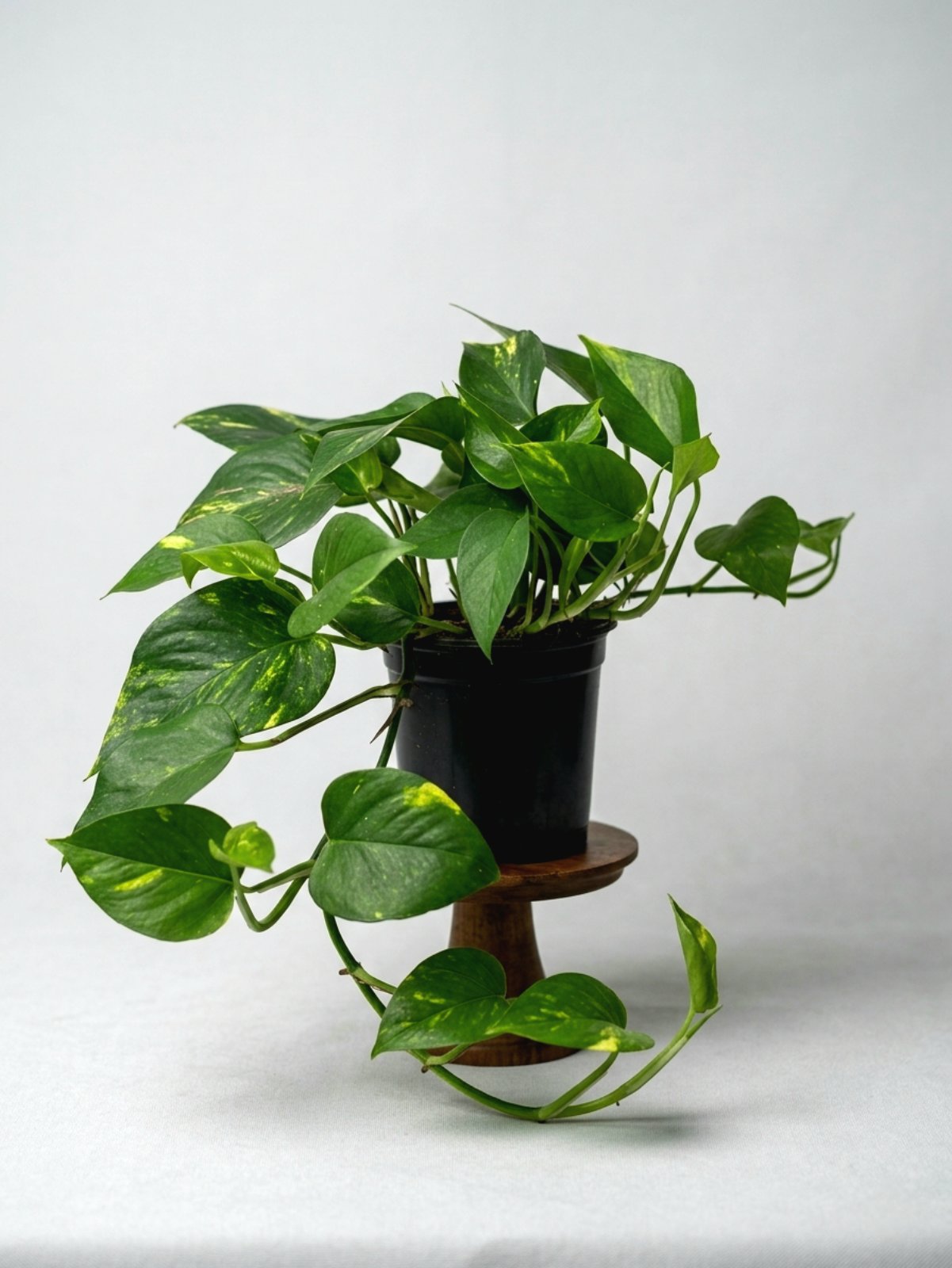  Эпипремнум Aureum