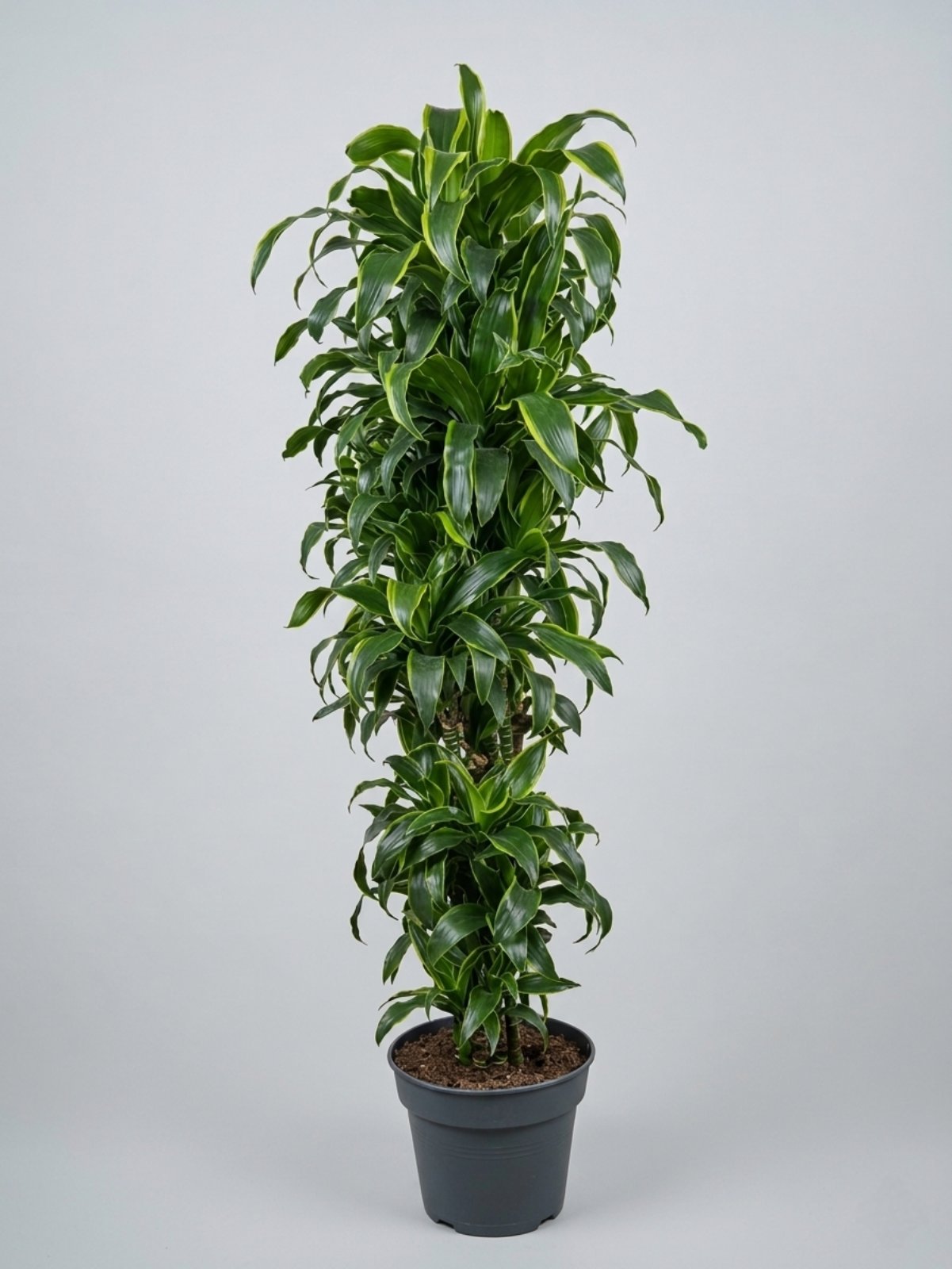 Драцена Dorado 180 см 