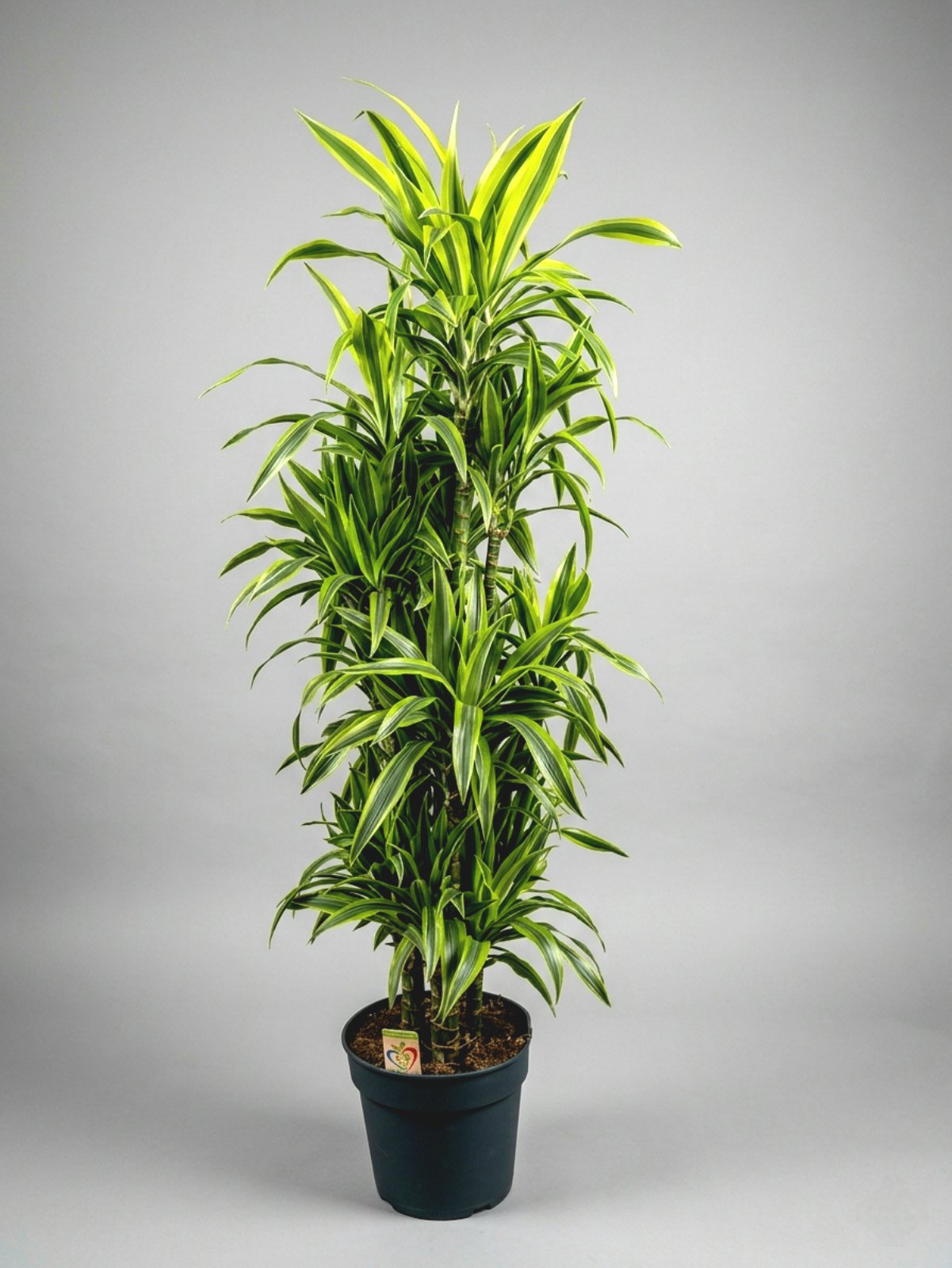 Драцена Lemon Lime 180 см