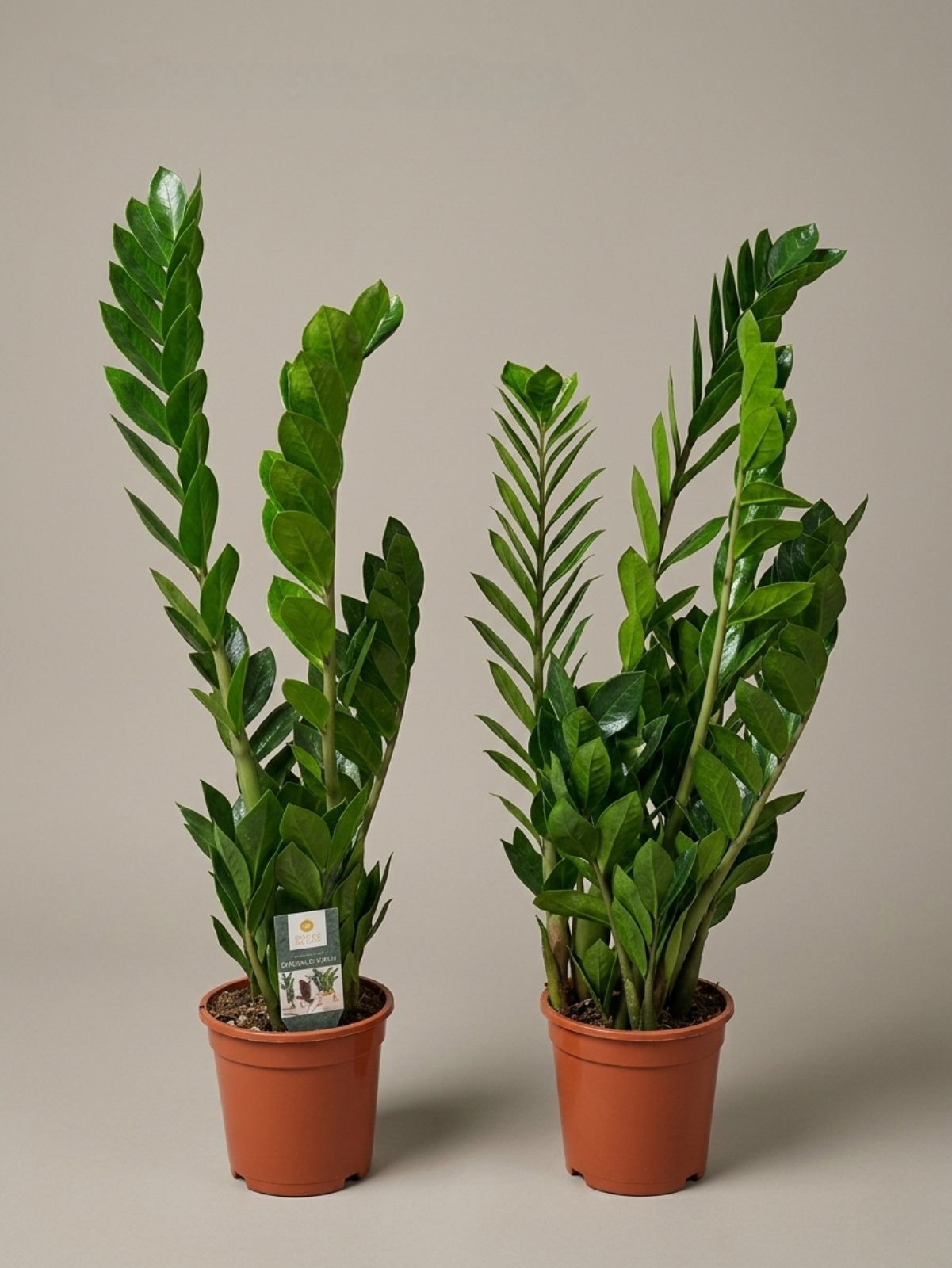 Замиокулькас 90 см 