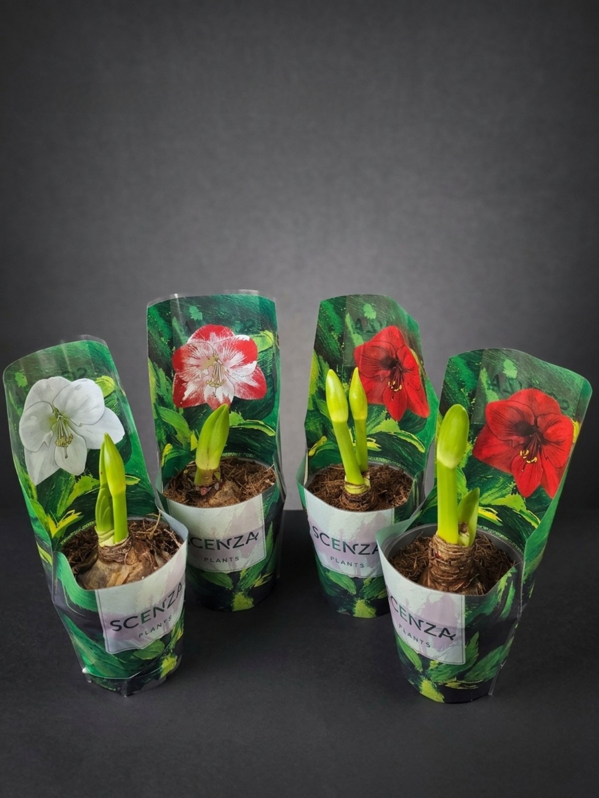 Гиппеострум