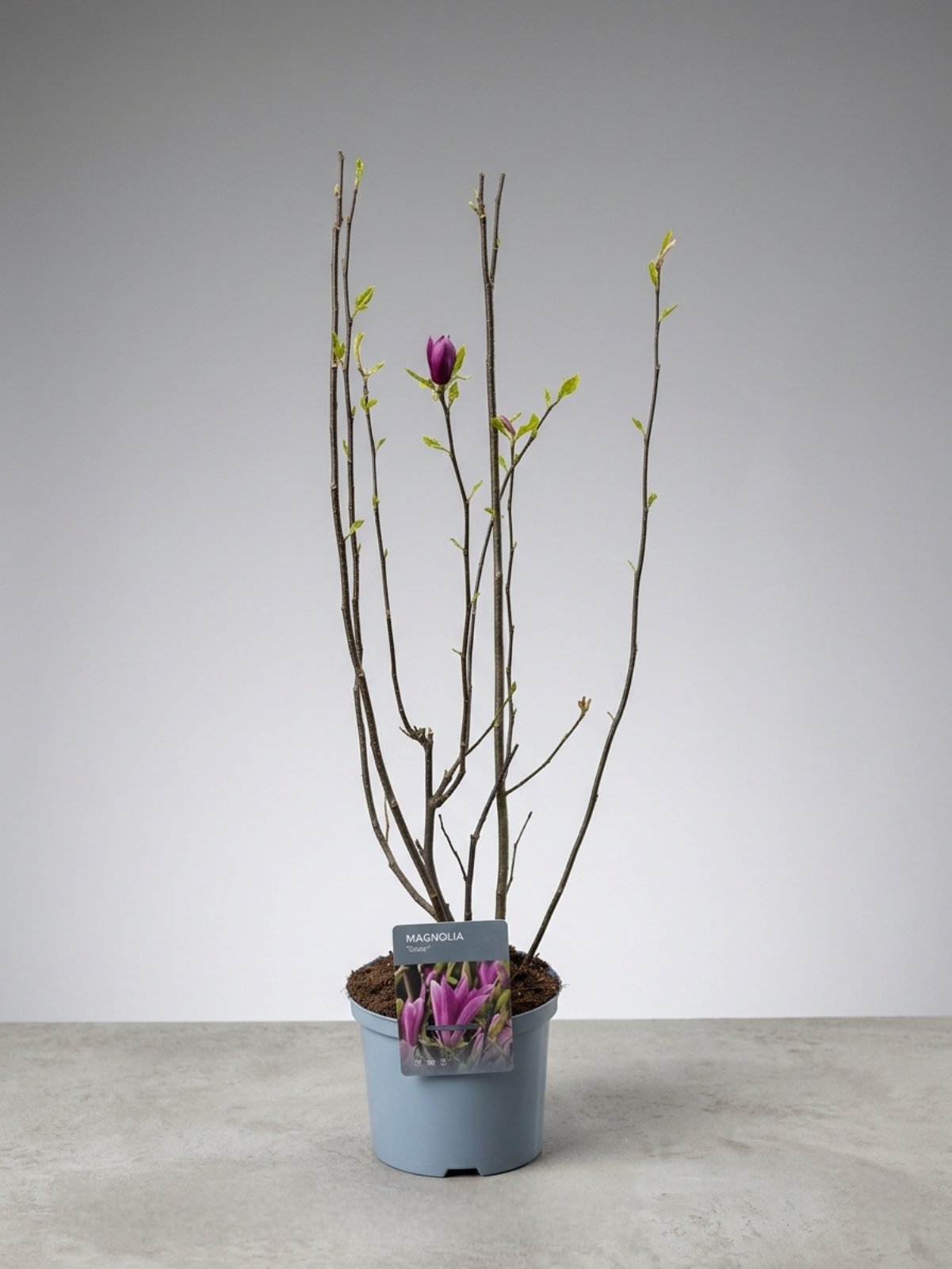 Магнолия Susan