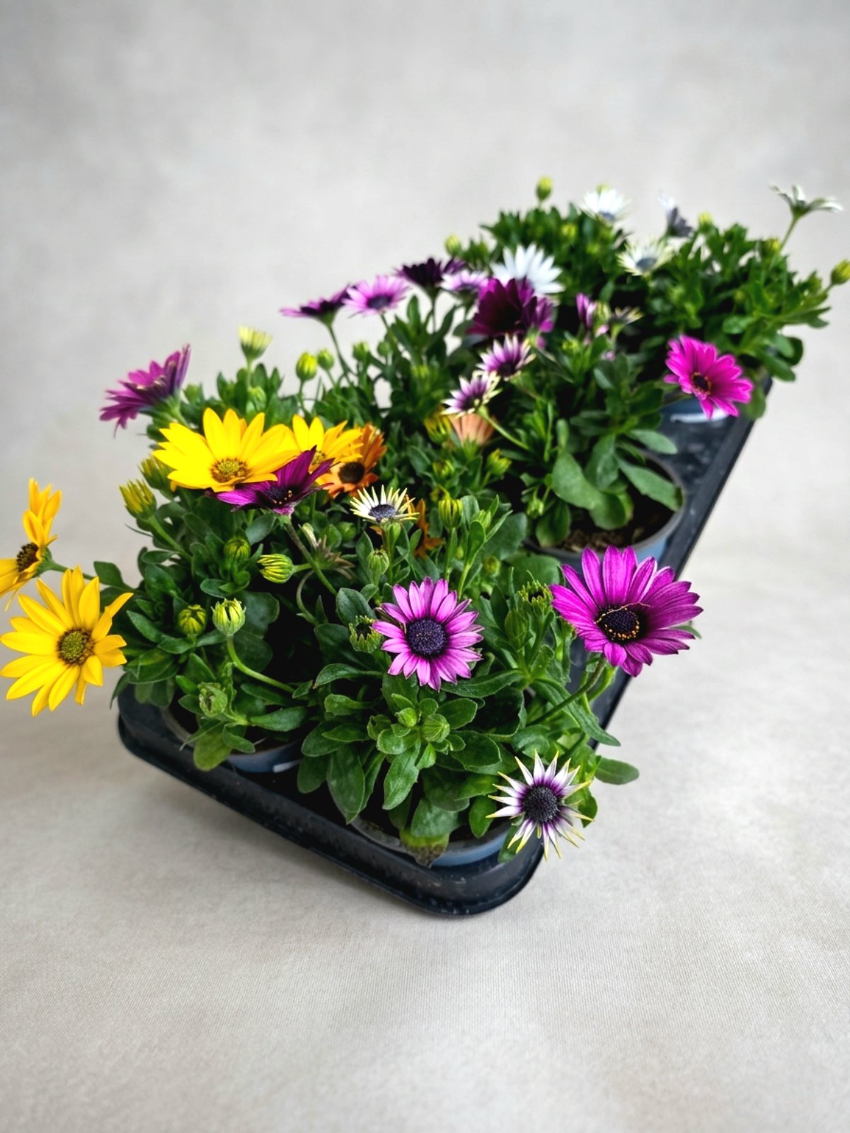 Остеоспермум