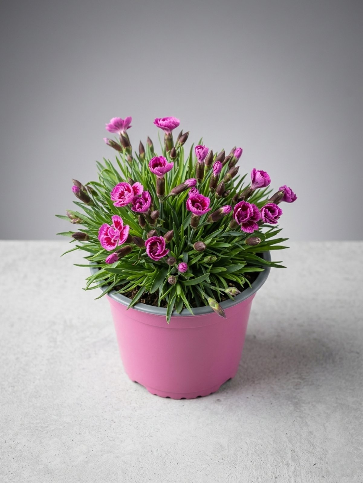 Гвоздика Picture Perfect ожидается 18,04,2026