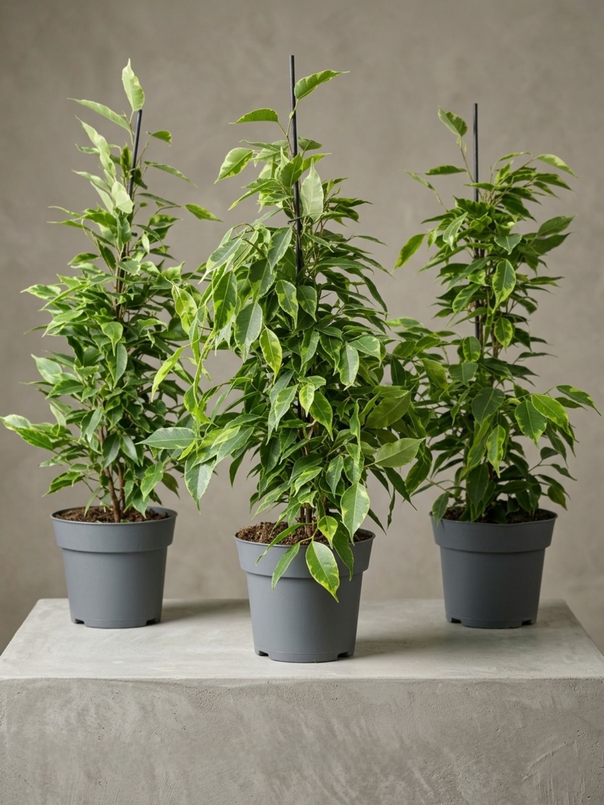 Фикус Anastasii (70 см)