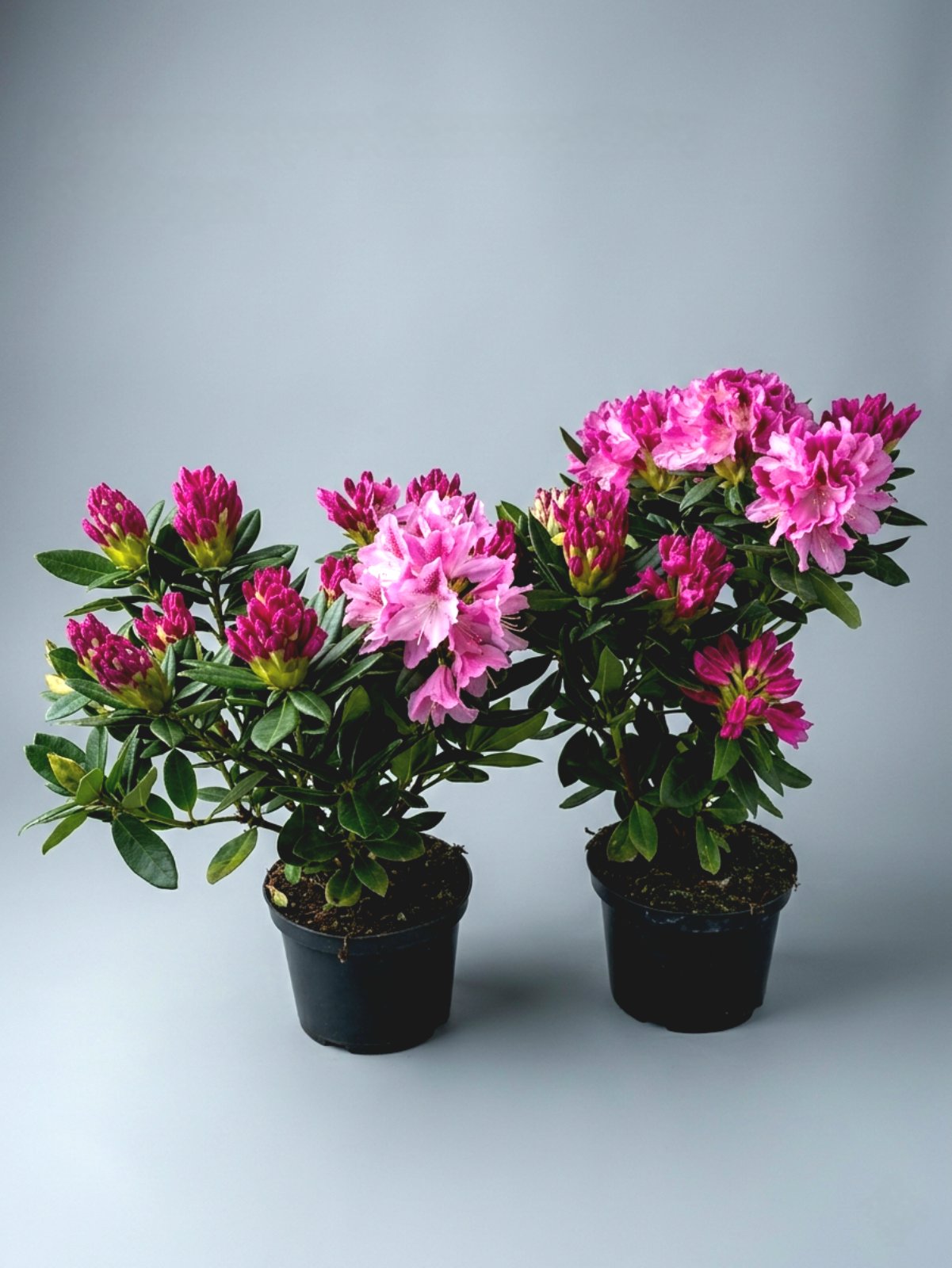 Рододендрон Cosmopolita 