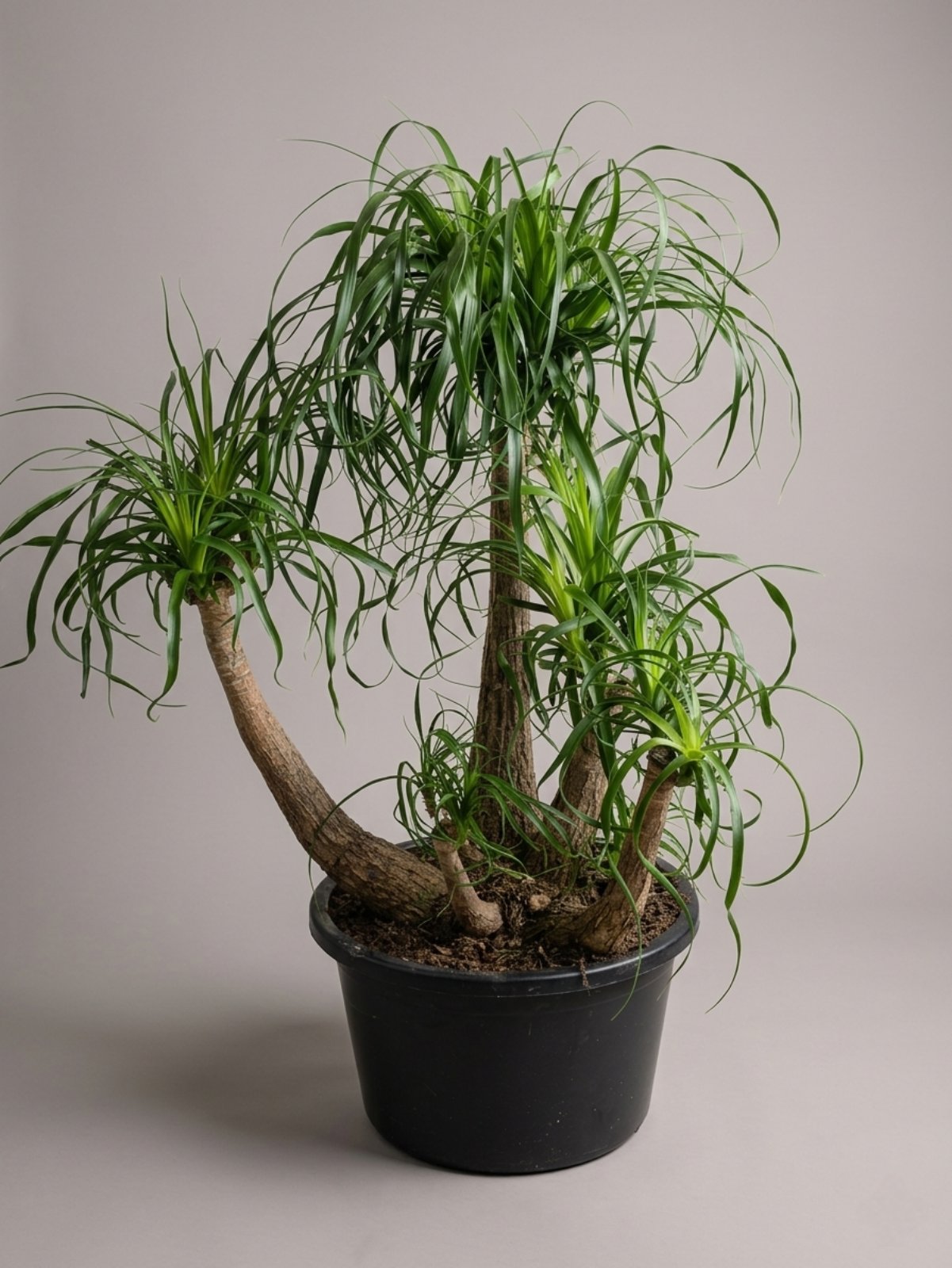 Бокарнея (110 см )