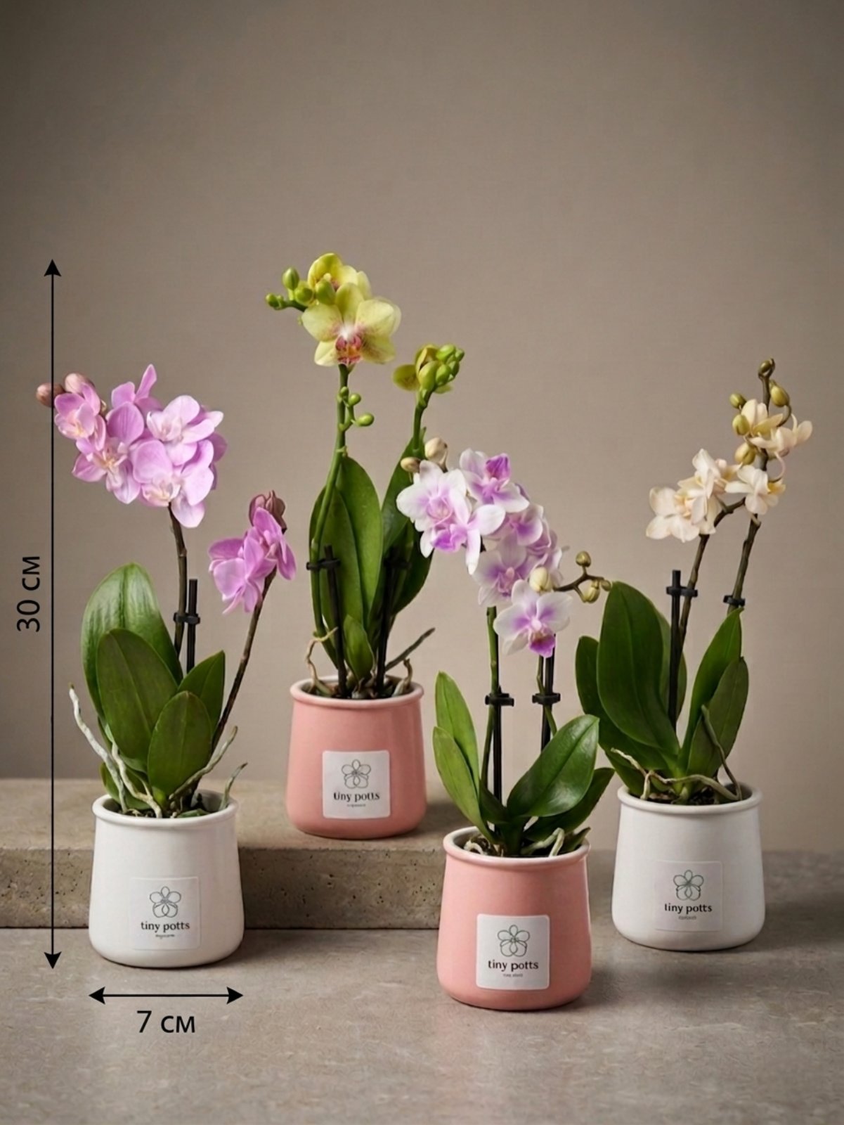 Фаленопсис микс в керамике  (количество цветоносов - 2, стандарт, 30см.)