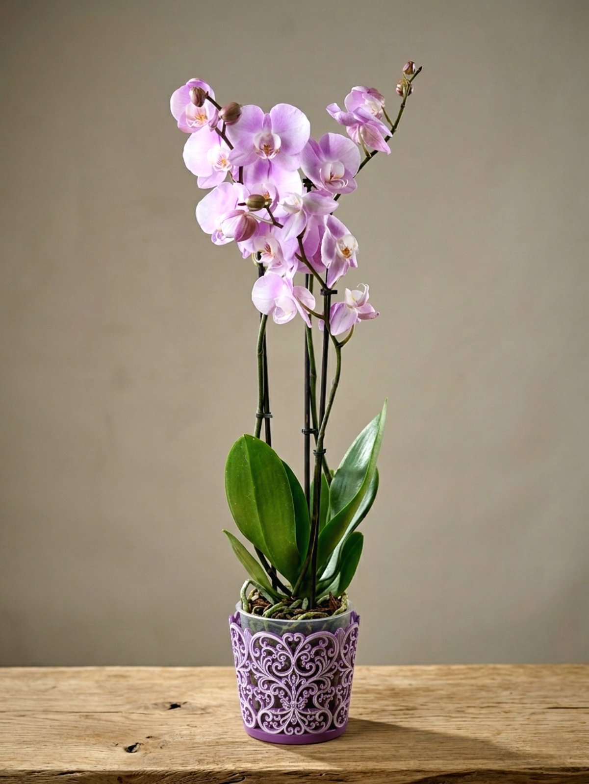 Фаленопсис 