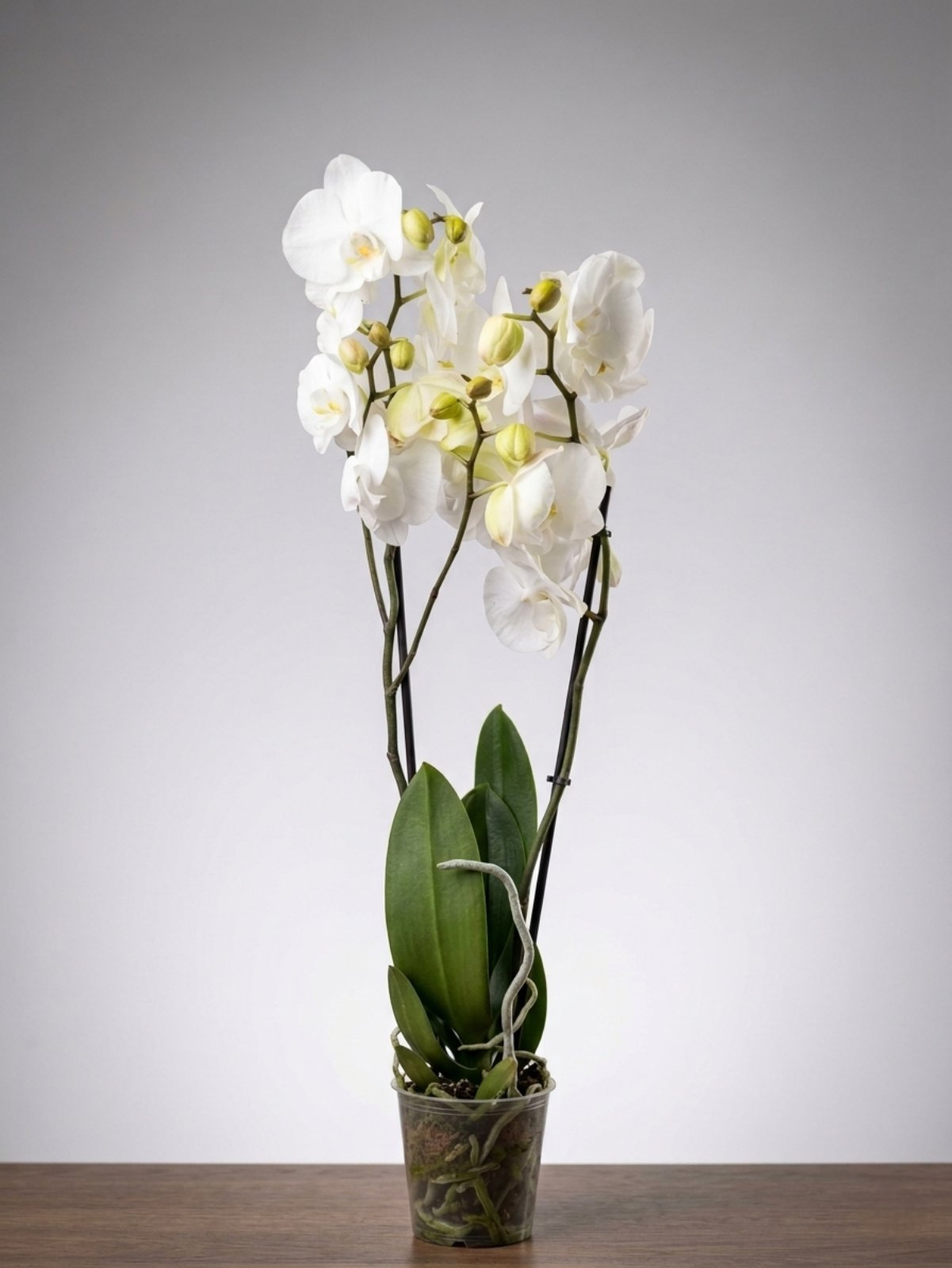 Фаленопсис 