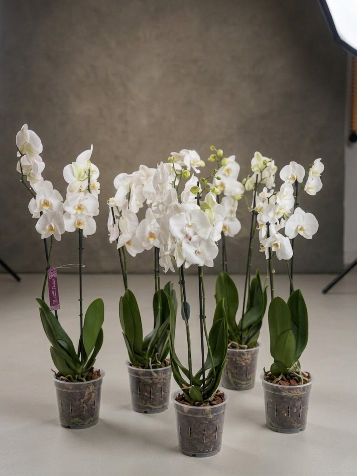 Фаленопсис белый микс (количество цветоносов - 2, стандарт, 75см.)