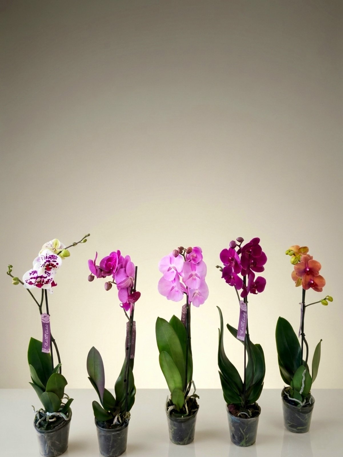 Фаленопсис микс сортов (количество цветоносов -1, стандарт, 70см)