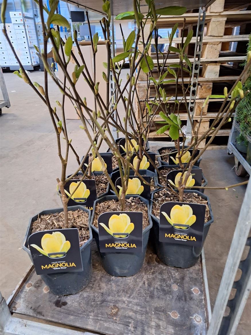 Магнолия «Yellow River» (Magnolia denudata ‘Yellow River’ или ‘Fei Huang’) 