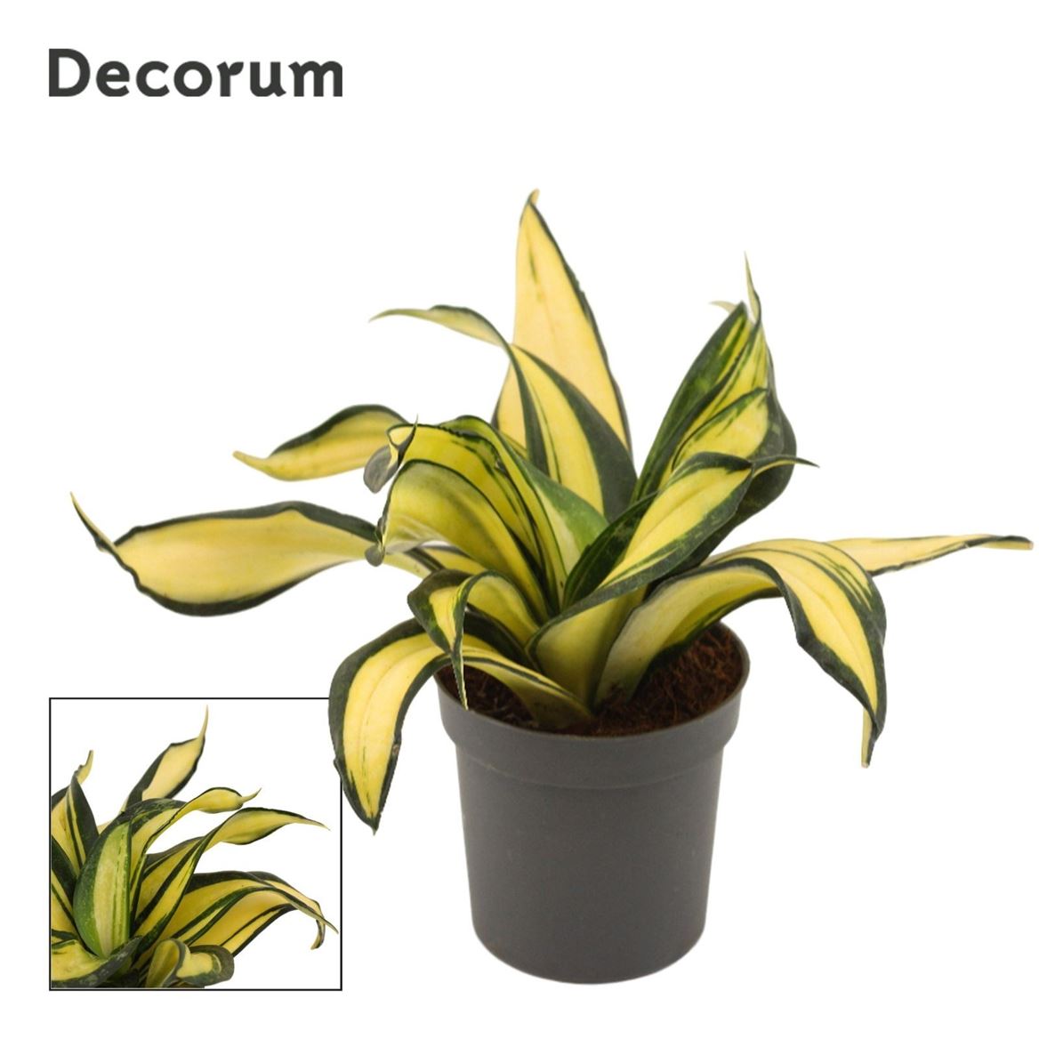 Сансевиерия Hahnii Curly Galaxy