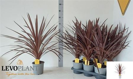 Кордилина южная 'Red Star' (Cordyline australis 'Red Star') 