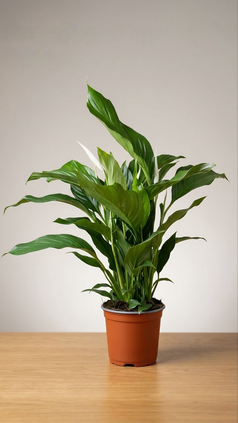 Спатифиллум 