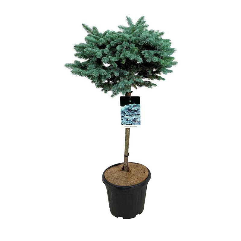 Ель колючая Глаука Глобоза (Picea pungens 'Glauca Globosa') 90см ожидается 18,04,2026