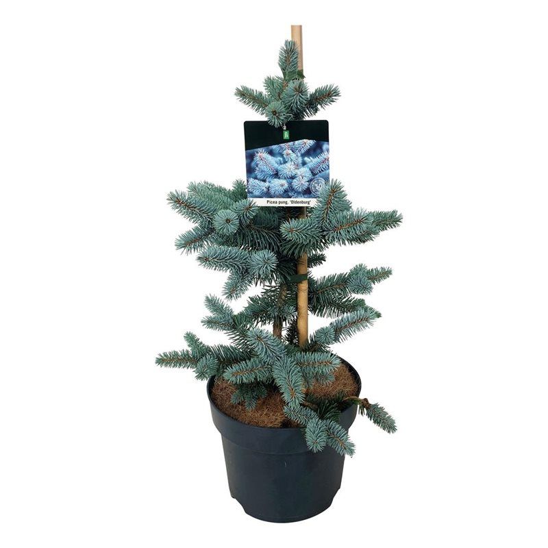 Ель колючая Ольденбург (Picea pungens 'Oldenburg') 70-90см ожидается 18,04,2026
