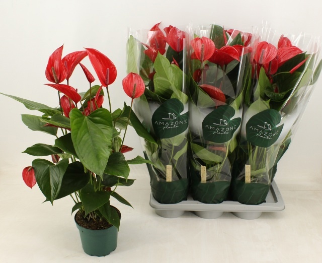 Антуриум Melodia Ibis (Anthurium Andreanum Melodia) 65см ожидается 18,04,2026