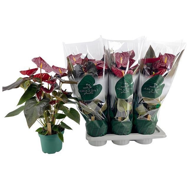 Антуриум Андреанум Деликата (Anthurium Andreanum Delicata) 65 см ожидается 18,04,2026