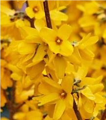 Форзиция средняя 'Nimbus' (Forsythia × intermedia 'Nimbus') ожидается 18,04,2026